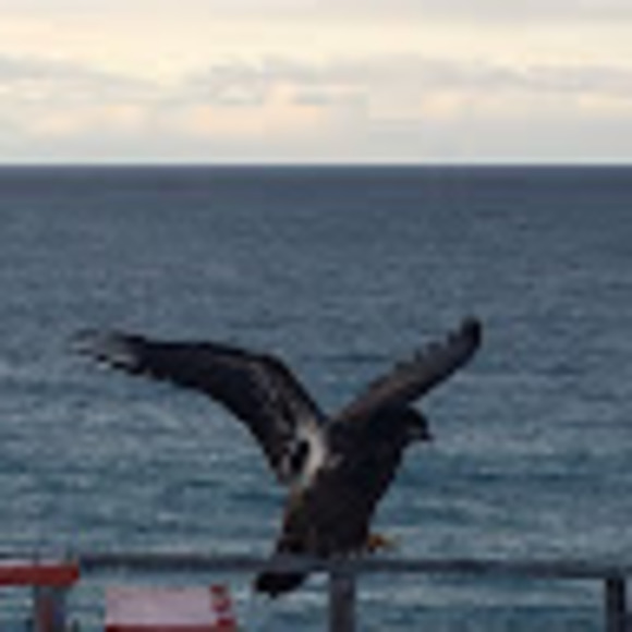 Meet your Posher, Pamela - Picture 1 of 1